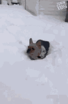Playing In The Snow Frenchie Bulldog GIF - Playing In The Snow Frenchie Bulldog Playing With A Ball GIFs