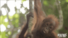 wwf kiss orang utan swing hanging