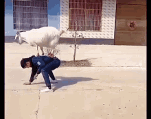 Weird Goat GIF - Weird Goat GIFs