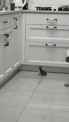 Cats Cat Jumping GIF - Cats Cat Cat Jumping GIFs