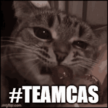 Teamcas Cat GIF - Teamcas Cat Licking GIFs