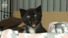 Cat Black Cat GIF - Cat Black Cat Possessed GIFs