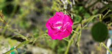 Roses GIF - Roses GIFs