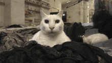 Cat Stare Reaction GIF - Cat Stare Cat Reaction GIFs