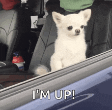 a small white dog is sitting in the back seat of a car and looking out the window .
