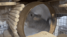 a chinchilla is running in a wheel in a cage .