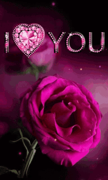 i love you flowers rose love
