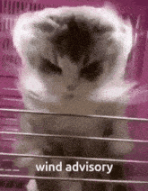 a cat in a cage with the words wind advisory written on the bottom
