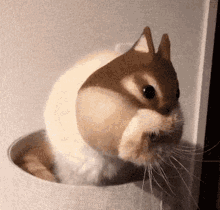 didi chipmunk cat costume cat