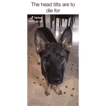 Dog Cute GIF - Dog Cute Head Tilt GIFs