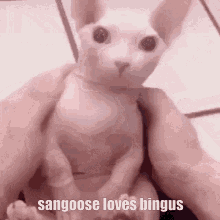 Sangoose Loves GIF - Sangoose Loves Bingus GIFs