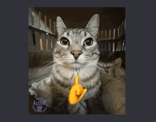 Cat Meme GIF - Cat Meme Kiss GIFs