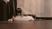 a cat is laying on its back in front of a trash can that says dog