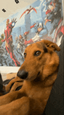 a brown dog is laying on a couch in front of a wall with a picture of avengers on it