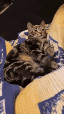 Cute Squish GIF - Cute Squish Kitty GIFs