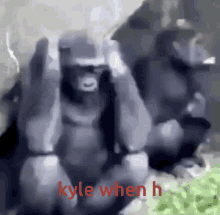 Kyle Monkey GIF - Kyle Monkey Crazy GIFs