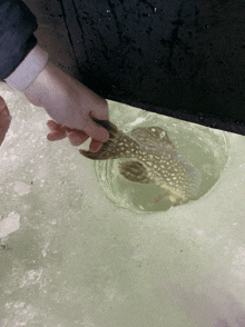 a person is holding a fish in a hole of ice