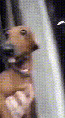 Cachorro GIF - Cachorro GIFs