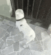 a white dog is standing on a tiled floor