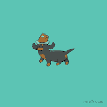 dachshund happy