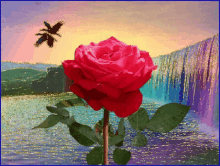 Floral Rose GIF - Floral Rose GIFs