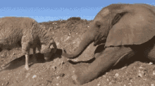 Digging A Hole Digging A Hole GIF - Elephant Sheep Dig GIFs