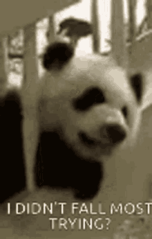 Nervous Panda GIF - Nervous Panda Scared GIFs