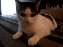 Borka Cat GIF - Borka Cat Lazy GIFs