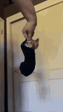 Cat Sock GIF - Cat Sock Cat In Sock GIFs