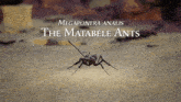 Matable Ant2 GIF - Matable Ant2 GIFs