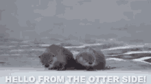 Hello From The Otter Side! GIF - Nat Geo Otter GIFs