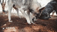 digging dean schneider dog timber wolf burrowing