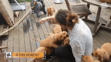Is This Heaven Dogs GIF - Is This Heaven Dogs Pets GIFs