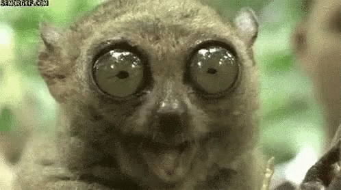 cute lemur eyes