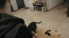 Dance With Moon Dog GIF - Dance With Moon Dog Pet GIFs