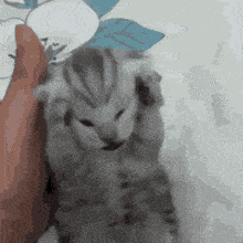GIF