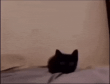 Black Cat Boom Meme Tiktok GIF - Black Cat Boom Meme Cat Meme GIFs