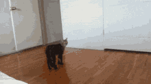 Cat Walking GIF - Cat Walking Hind GIFs