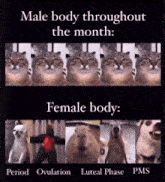 a meme shows a male body throughout the month and a female body