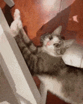 Cat Pet GIF - Cat Pet Kitten GIFs