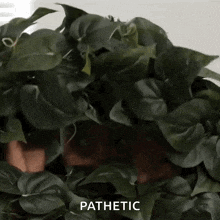 a close up of a potted plant with the word pathetic written on the bottom
