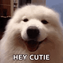 Dog Hey Cutie GIF - Dog Hey Cutie Wink GIFs