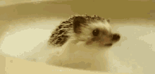 Bath Hedgehog GIF