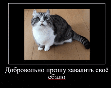 Cat Komary GIF