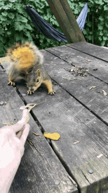 Squirrel Cavanawesome GIF - Squirrel Cavanawesome Handfeed GIFs