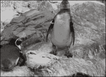 a black and white photo of two penguins standing on top of rocks .