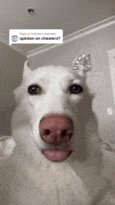 Cheater Dog GIF - Cheater Dog Tongue GIFs