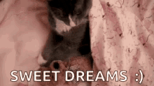 Good Night Sleep GIF - Good Night Sleep Cat GIFs