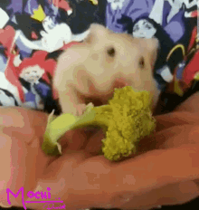 Hamster Hammie GIF - Hamster Hammie Food GIFs