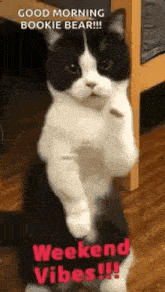 a black and white cat is standing on its hind legs and saying `` good morning bookie bear '' .